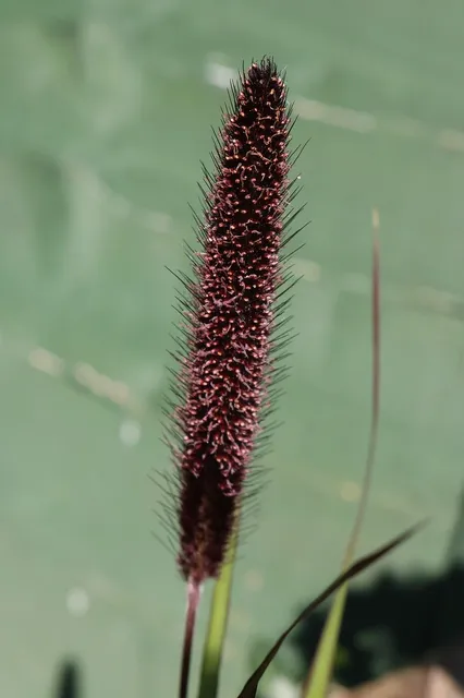 Foxtail Millet (Thinai) 500g
