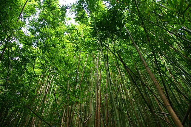 Sustainable Bamboo Serving Napkins - 25 Pieces