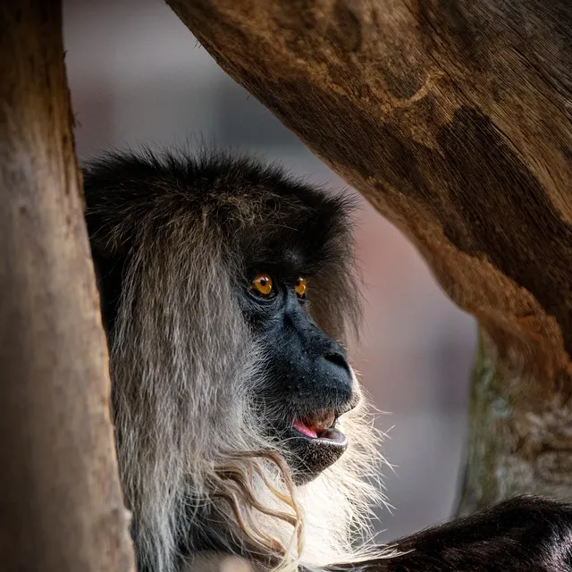 Load image into Gallery viewer, Sweet Natural Honey - Lion-tailed macaque (Macaca silenus)