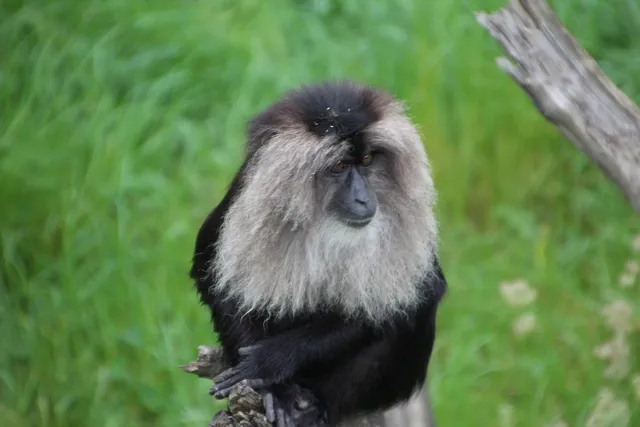 Sweet Natural Honey - Lion-tailed macaque (Macaca silenus)