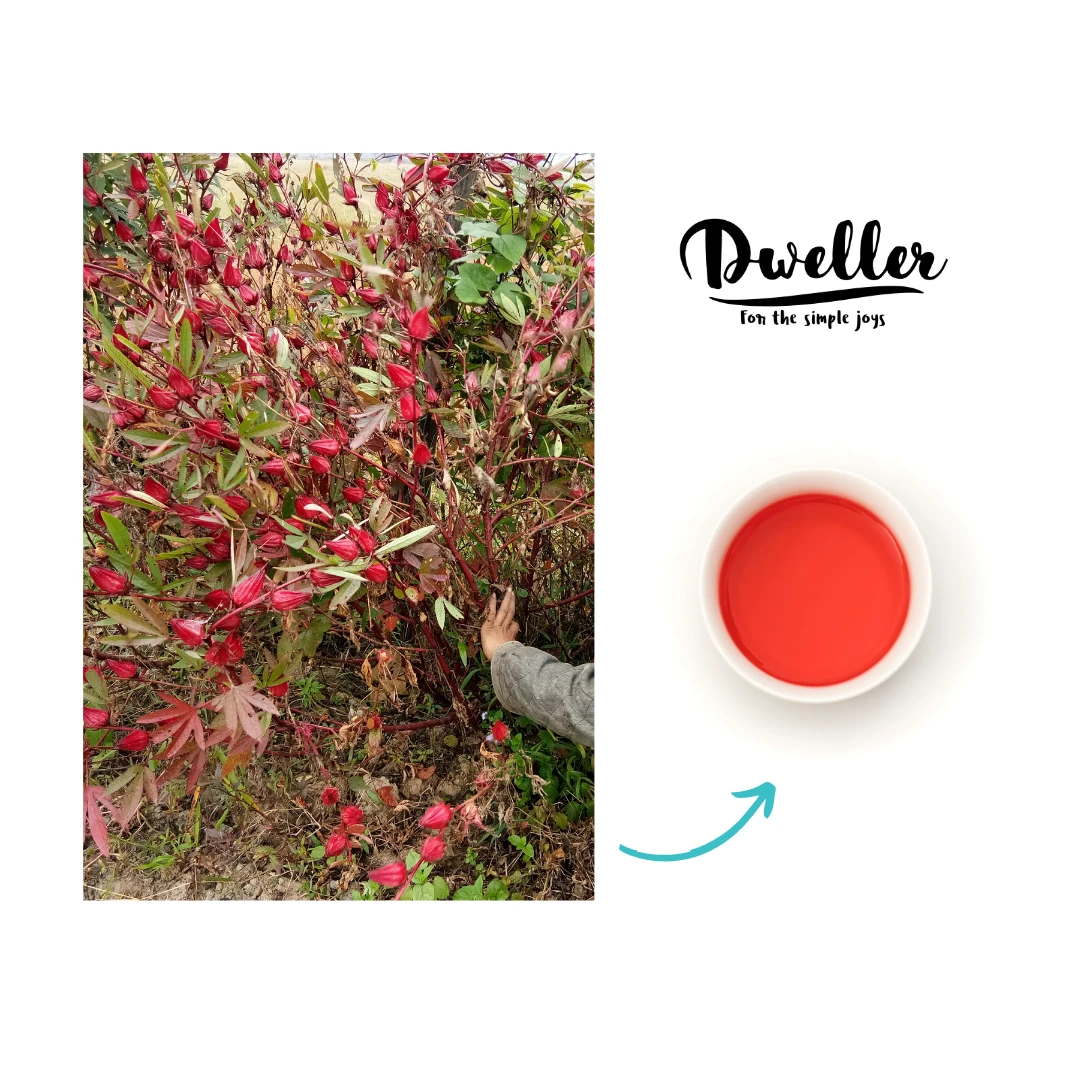 Fruity Roselle Olive Tea (18 Tea Bags)
