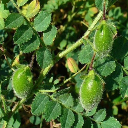 Desi Bengal Gram (Whole) 500g II काला चना II