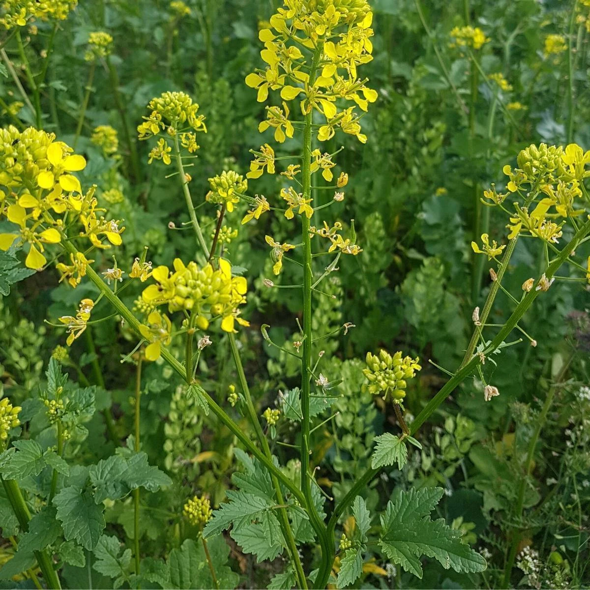 Mustard Seeds (Rai) 100g