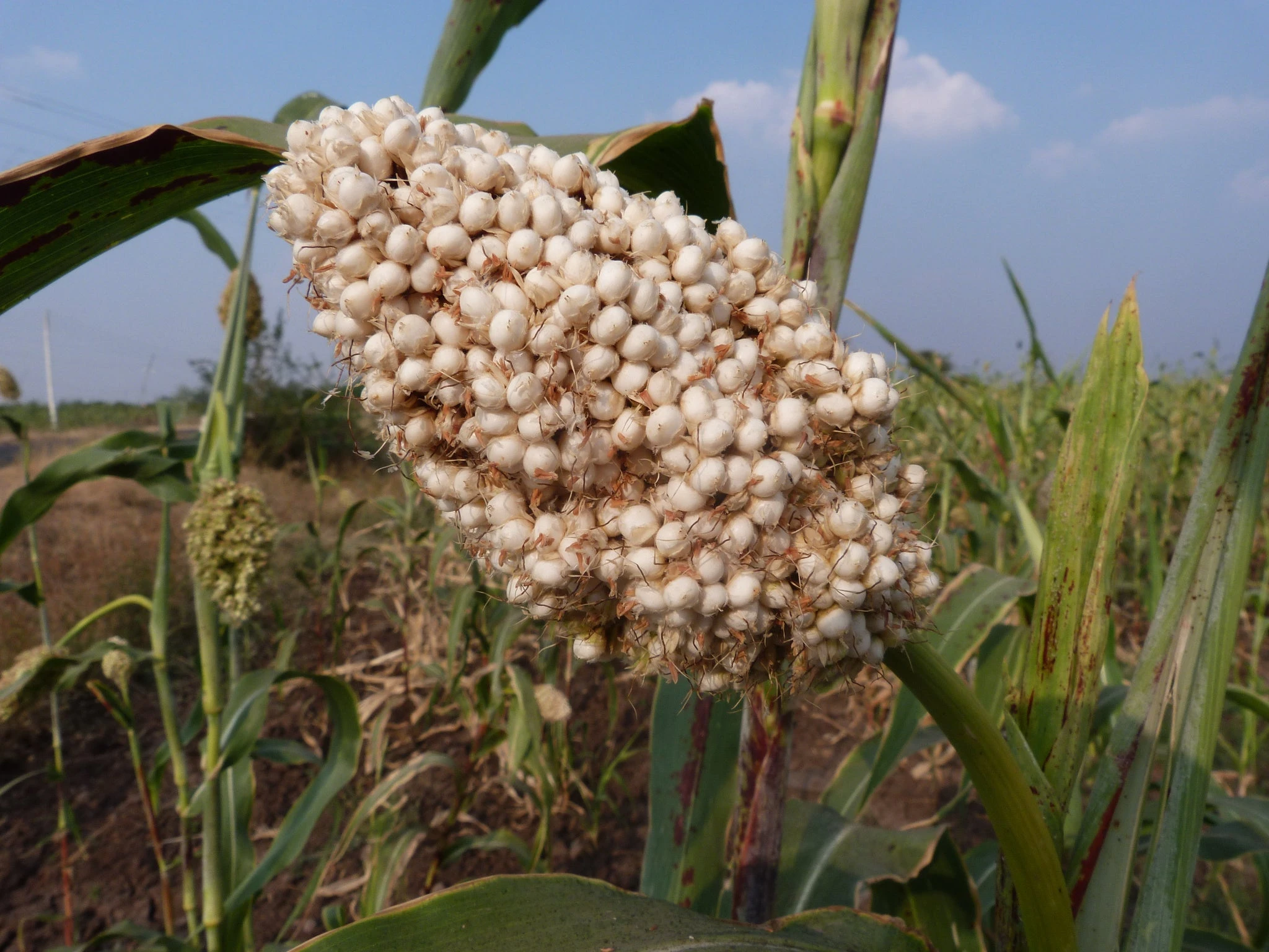 Jowar (Sorghum) Atta, Desi Dagdi Stoneground 1 kg