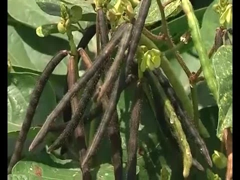 Unpolished Desi Moong Dal Green - (Sabut) 500g