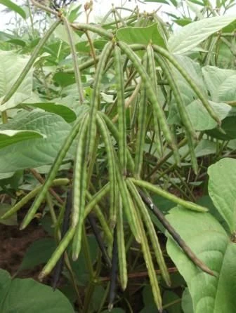 Unpolished Desi Moong Dal Green - (Sabut) 500g