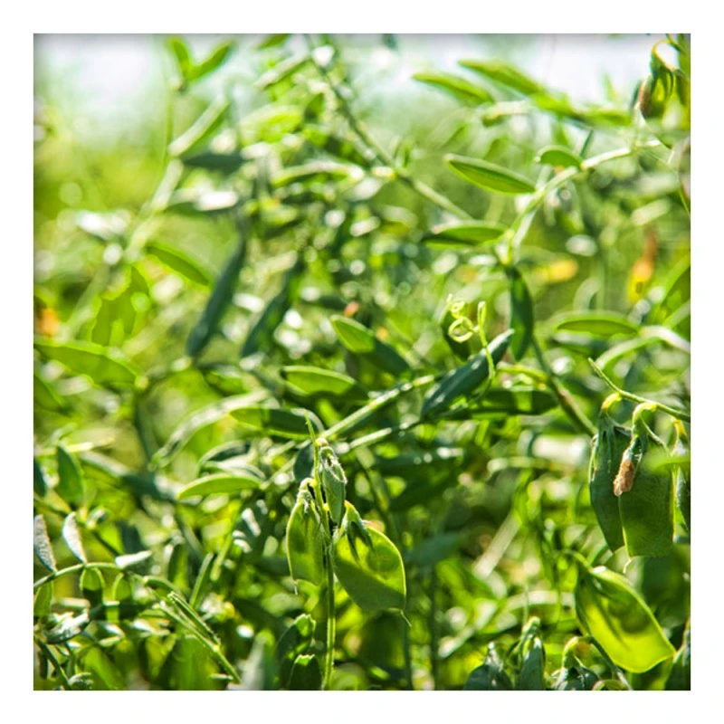 Unpolished Masoor Dal - (Whole) 500g