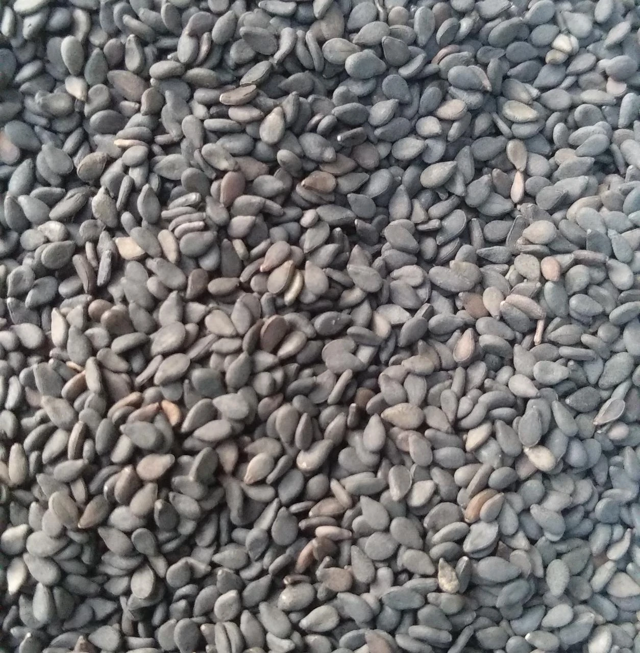 Kala Til II Black Sesame Seeds 100g