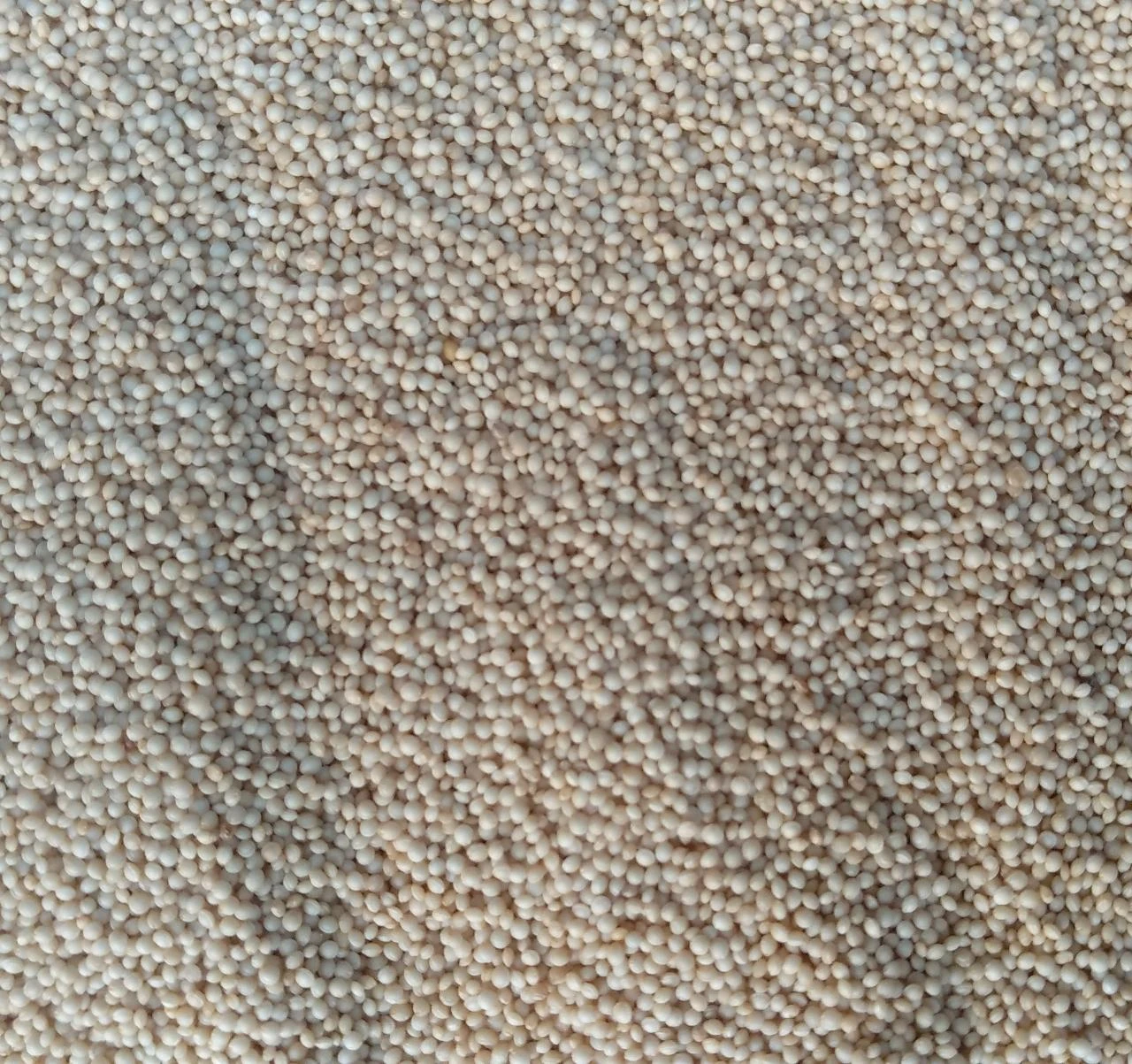 Amaranth (Rajgira) Millet 500g