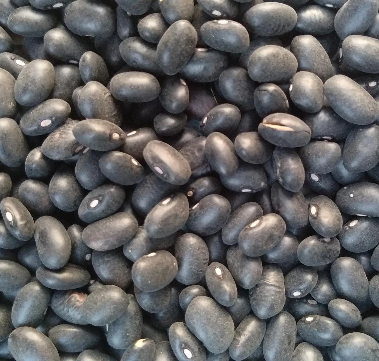 Black Beans (Kala Val) 500g II काला वल ५00 ग्राम