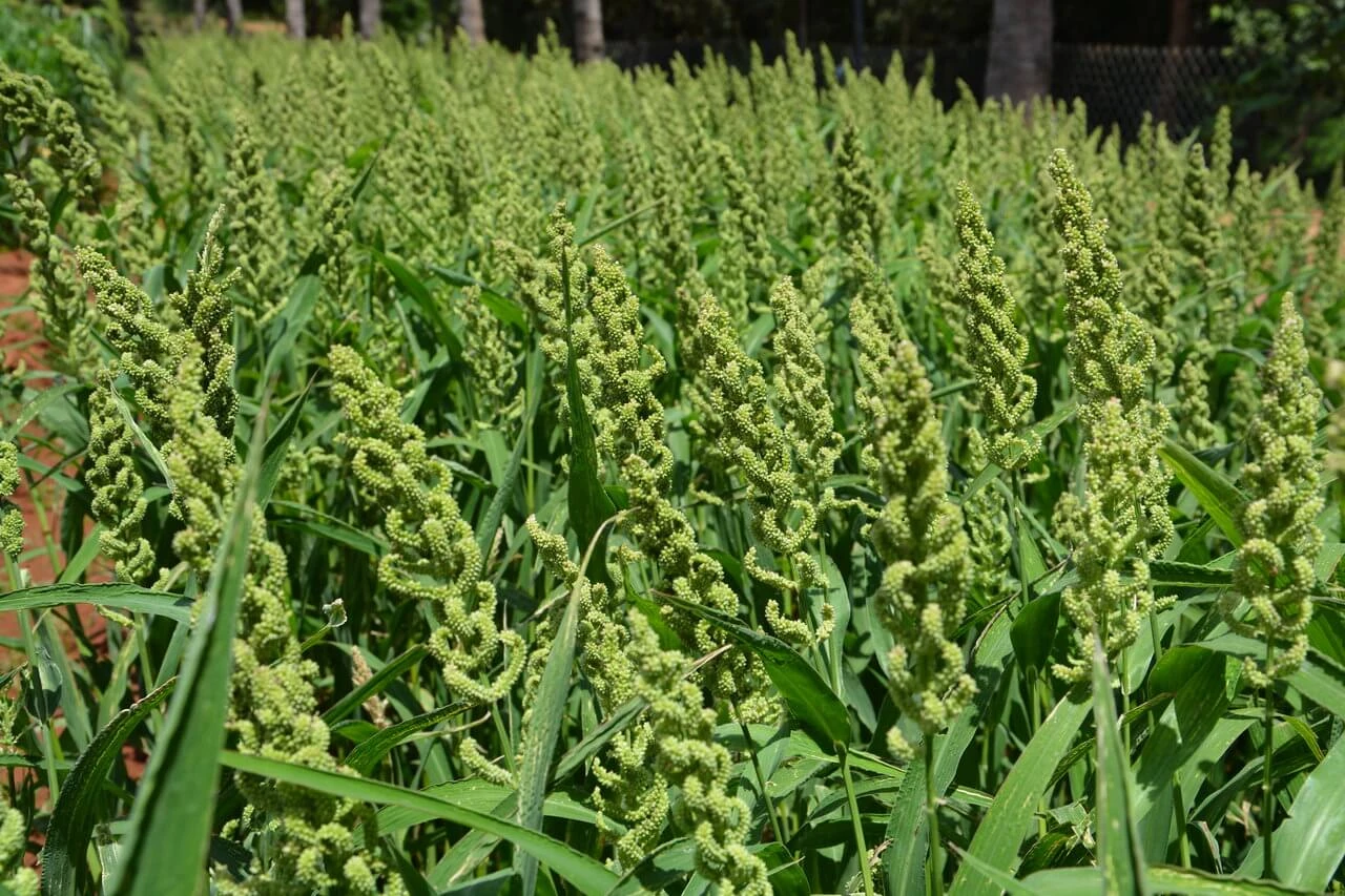 Barnyard Millet (Bhagar or Jhangora) 500g