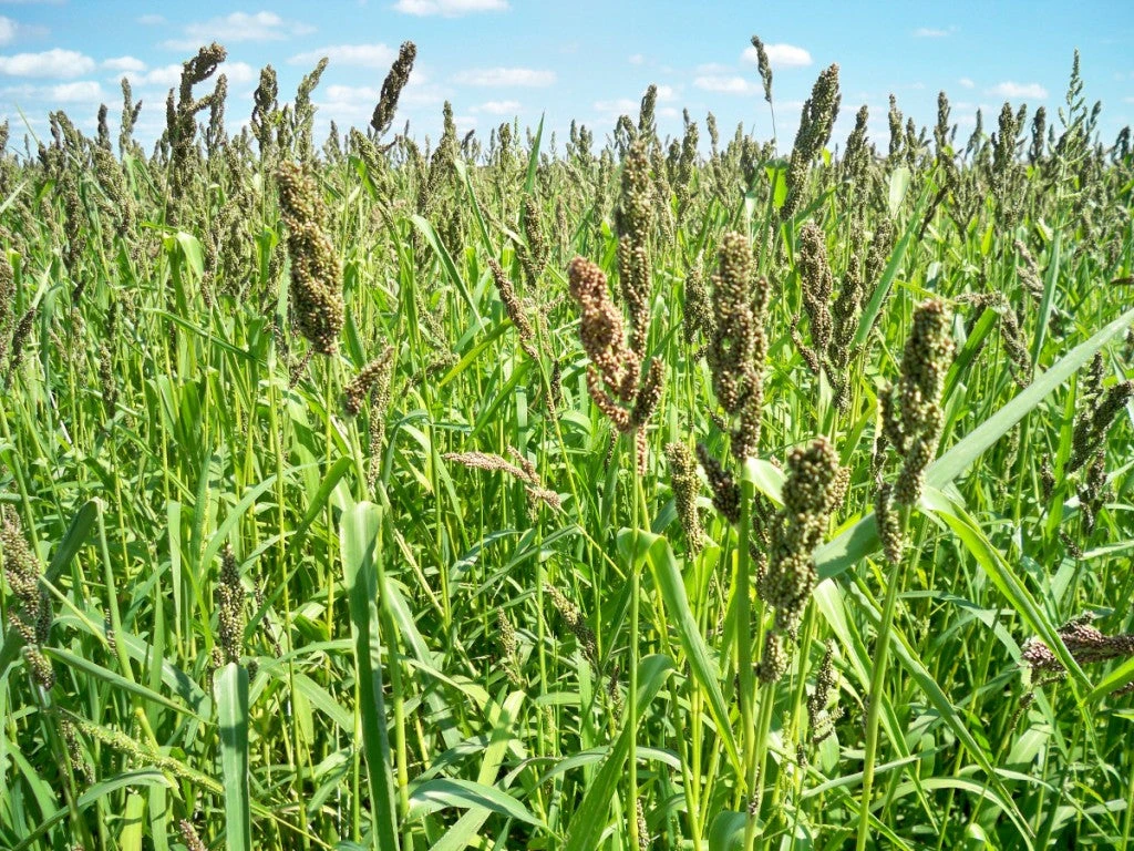 Browntop Millet (Korale or Andakorra) 500g