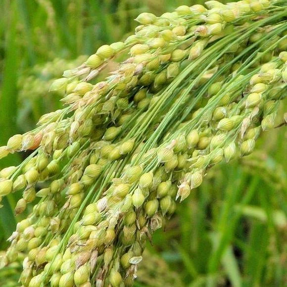 Browntop Millet (Korale or Andakorra) 500g