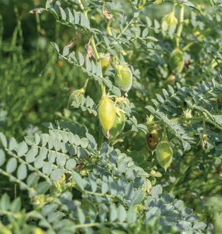 Unpolished Desi Chana Dal - (Split) 500g