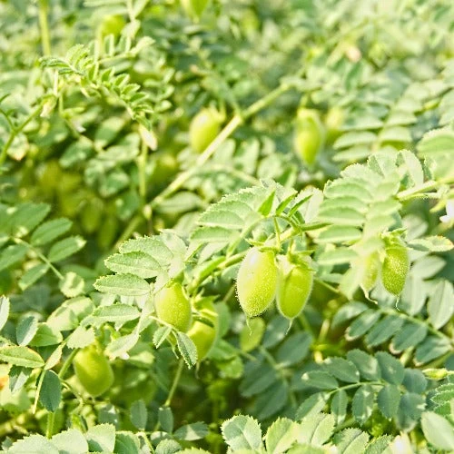 White Chickpea II Kabuli Chana 500g