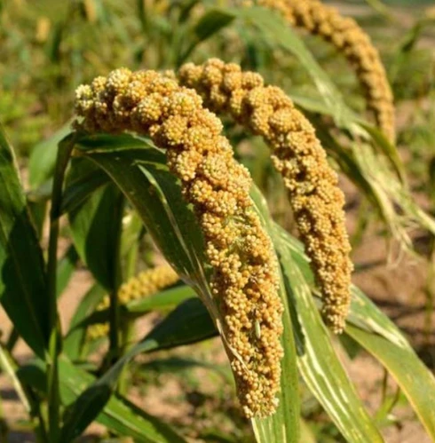 Foxtail Millet (Thinai) 500g