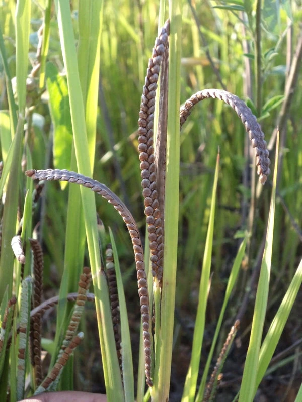 Kodo Millet 500g