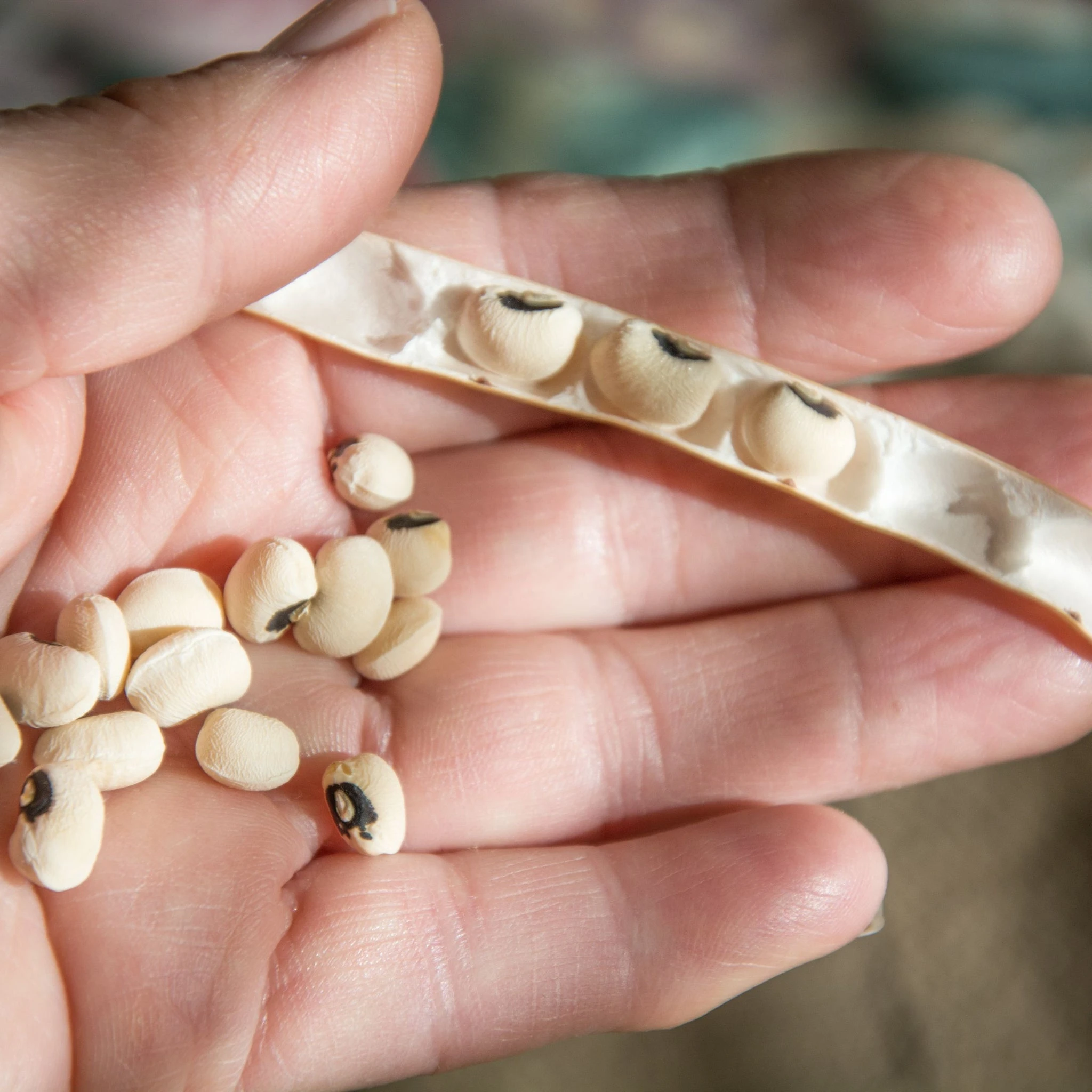 Desi Black Eyed Peas (Chawli) 500g