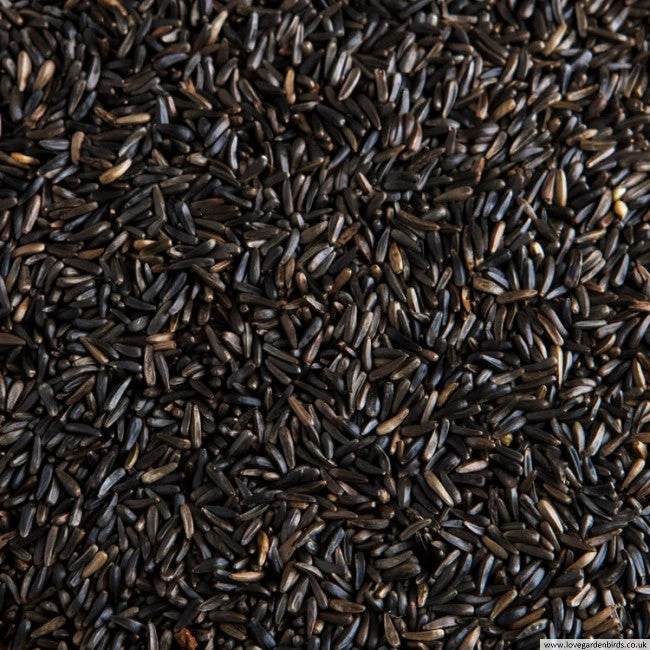 Ram Til II Karla II Niger Seeds 100g