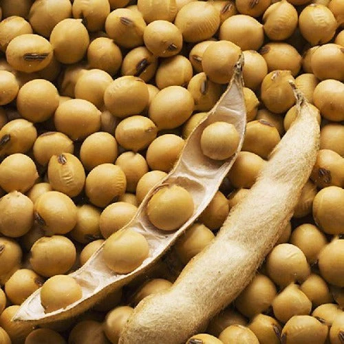 Desi Soyabean Seeds 500g