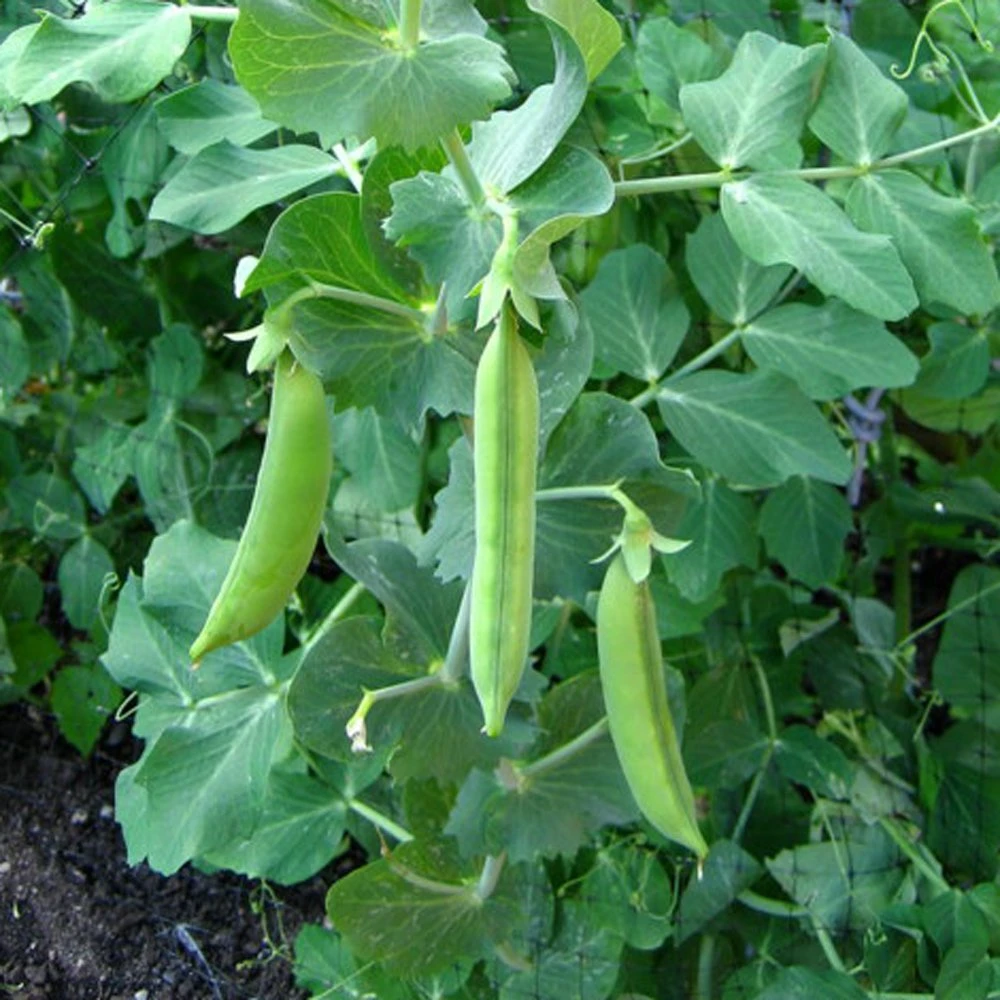 Unpolished Desi Hara Vatana (Dried Green Peas) 500g