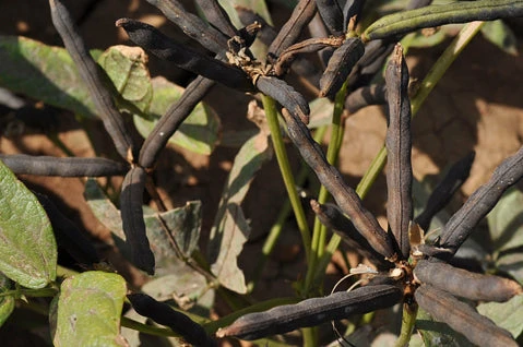 Unpolished Desi Urad Dal Split (Black) 500g